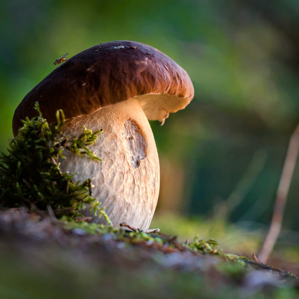 Porcini mushroom in evening light with a fly on the hat, wide angle closeup, Karljohan, svamp